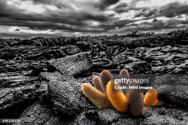 lava cactus plants, brachycereus spp, growing in the lava fields of fernandina island. - lava cacti brachycereus nesioticus stock pictures, royalty-free photos & images