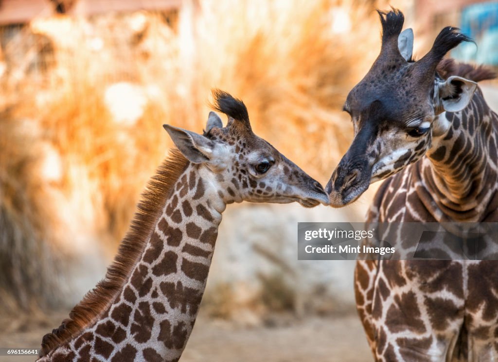 Two giraffes at Los Angeles Zoo nuzzling.