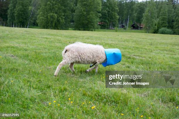 sheep walking in meadow with bucket on head - ignorance photos et images de collection