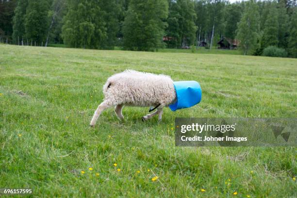 sheep walking in meadow with bucket on head - indifferenza foto e immagini stock