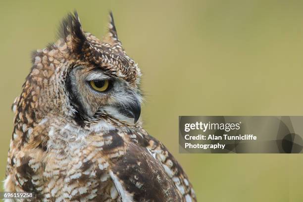 spotted eagle owl - spotted eagle owl stock pictures, royalty-free photos & images