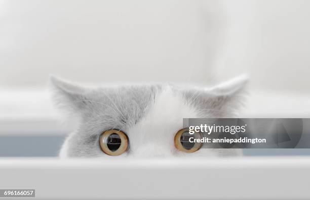 cat in a box peeking out of a box - アメリカンショートヘア ストックフォトと画像