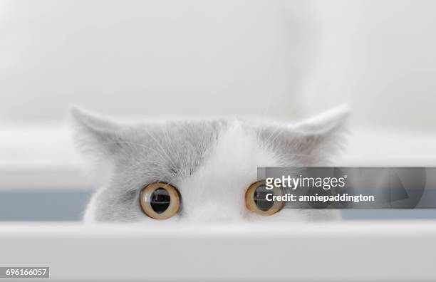 cat in a box peeking out of a box - cat cute stockfoto's en -beelden