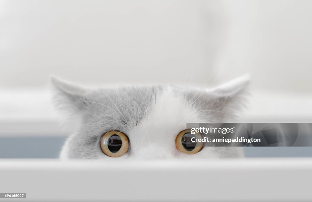 Cat in a box peeking out of a box