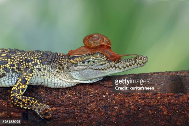 snail on a crocodile, banten, west java, indonesia - symbiotic relationship stock-fotos und bilder