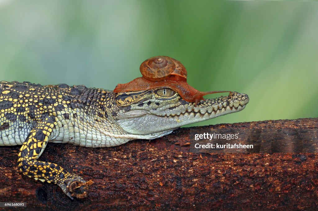 Snail on a crocodile, Banten, West Java, Indonesia