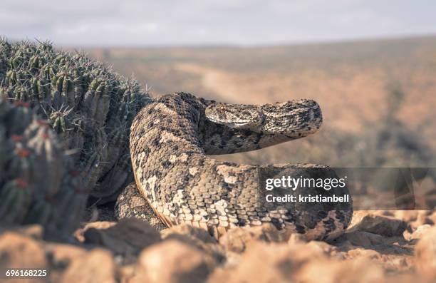 large adult puff adder (bitis arietans) by a cactus, morocco - bitis arietans stock pictures, royalty-free photos & images