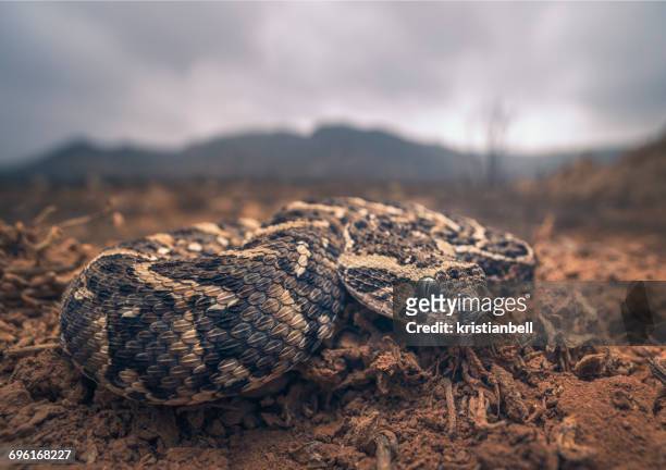 close-up of a puff adder (bitis arietans),  sidi ifni, morocco - bitis arietans stock pictures, royalty-free photos & images