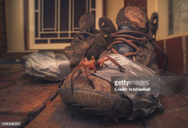 huntsman spider on old walking boots - huntsman spider stock pictures, royalty-free photos & images