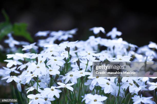 Spring Star Flowers 78 Spring Starflower Stock Photos, High-Res Pictures, and Images ...
