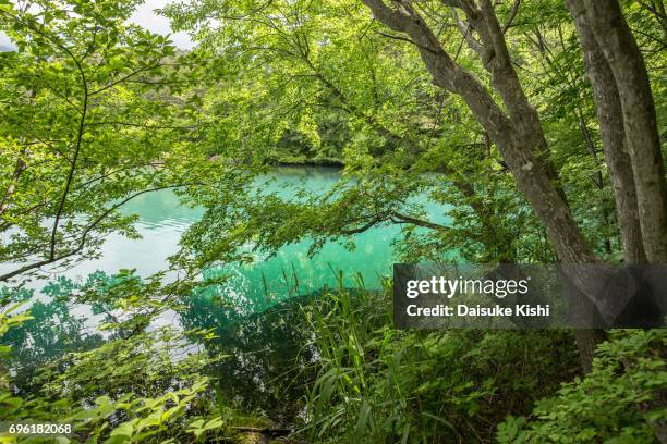 springtime in goshiki-numa, fukushima, japan - 裏磐梯 ストックフォトと画像