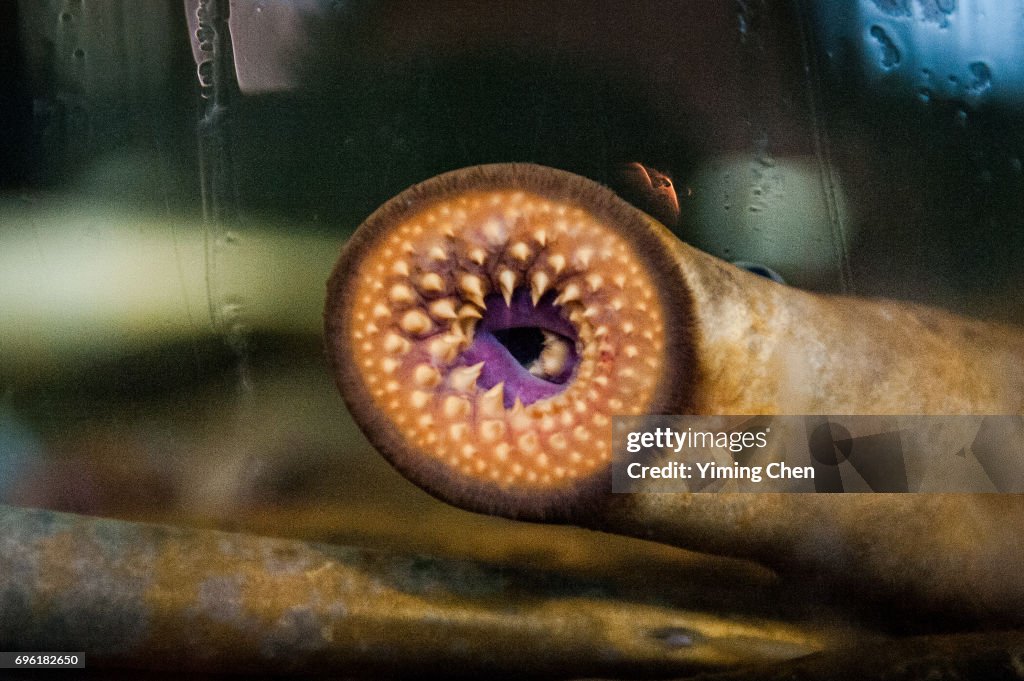 Mouth of Arctic lamprey