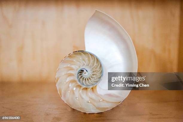 24 Half A Nautilus Shell Stock Photos, High-Res Pictures, and Images ...