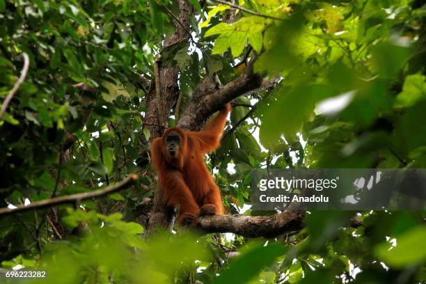 Staff of Orangutan Information Center catchs Orangutan Sumatra that stuck in plantation and moved it to natural forests in Leuser Ecosystem, Aceh...