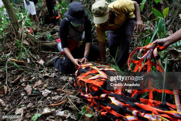 Staff of Orangutan Information Center catch Orangutan Sumatra that stuck in plantation and moved it to natural forests in Leuser Ecosystem, Aceh...