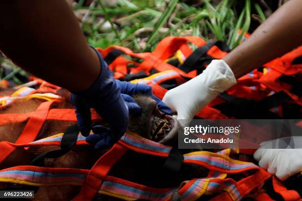 Staff of Orangutan Information Center catch Orangutan Sumatra that stuck in plantation and moved it to natural forests in Leuser Ecosystem, Aceh...