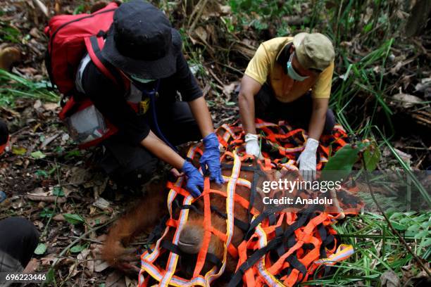 Staff of Orangutan Information Center catch Orangutan Sumatra that stuck in plantation and moved it to natural forests in Leuser Ecosystem, Aceh...