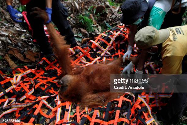 Staff of Orangutan Information Center catch Orangutan Sumatra that stuck in plantation and moved it to natural forests in Leuser Ecosystem, Aceh...