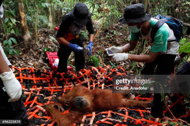 Staff of Orangutan Information Center catch Orangutan Sumatra that stuck in plantation and moved it to natural forests in Leuser Ecosystem, Aceh...