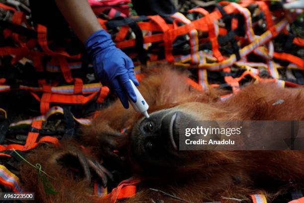 Staff of Orangutan Information Center catch Orangutan Sumatra that stuck in plantation and moved it to natural forests in Leuser Ecosystem, Aceh...