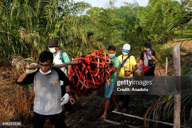 Staff of Orangutan Information Center catch Orangutan Sumatra that stuck in plantation and moved it to natural forests in Leuser Ecosystem, Aceh...