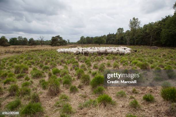 schapen grazen op de veluwe - grazen fotografías e imágenes de stock