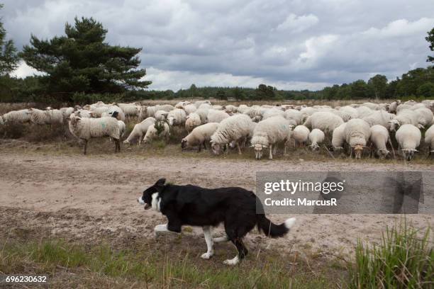 schapen grazen op de veluwe - grazen fotografías e imágenes de stock