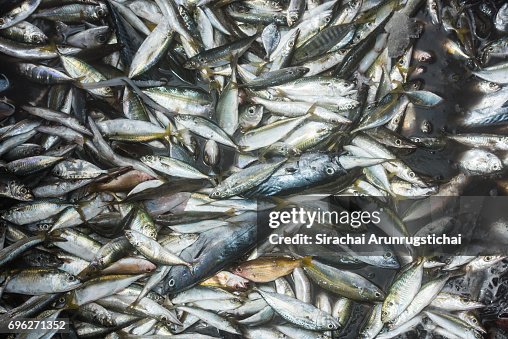 Catch of fishes on a fishing boat Catch of fishes on a fishing boat