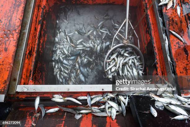 pile of fishes on a fishing boat - trawler stock-fotos und bilder