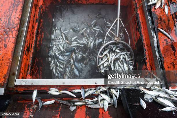 pile of fishes on a fishing boat - fishing trawler deck stock pictures, royalty-free photos & images