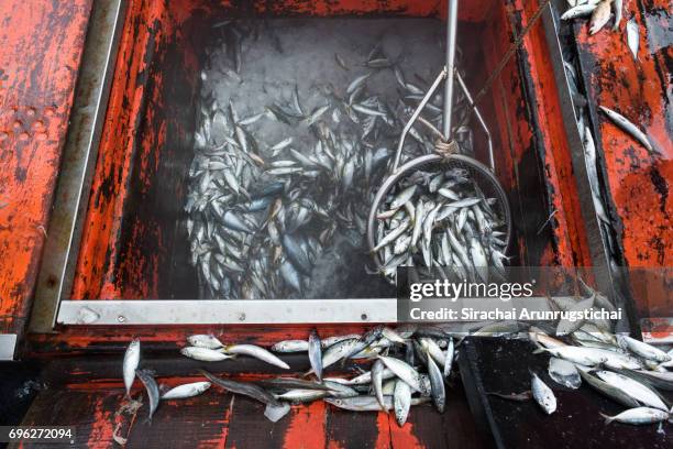 pile of fishes on a fishing boat - catching net stock pictures, royalty-free photos & images