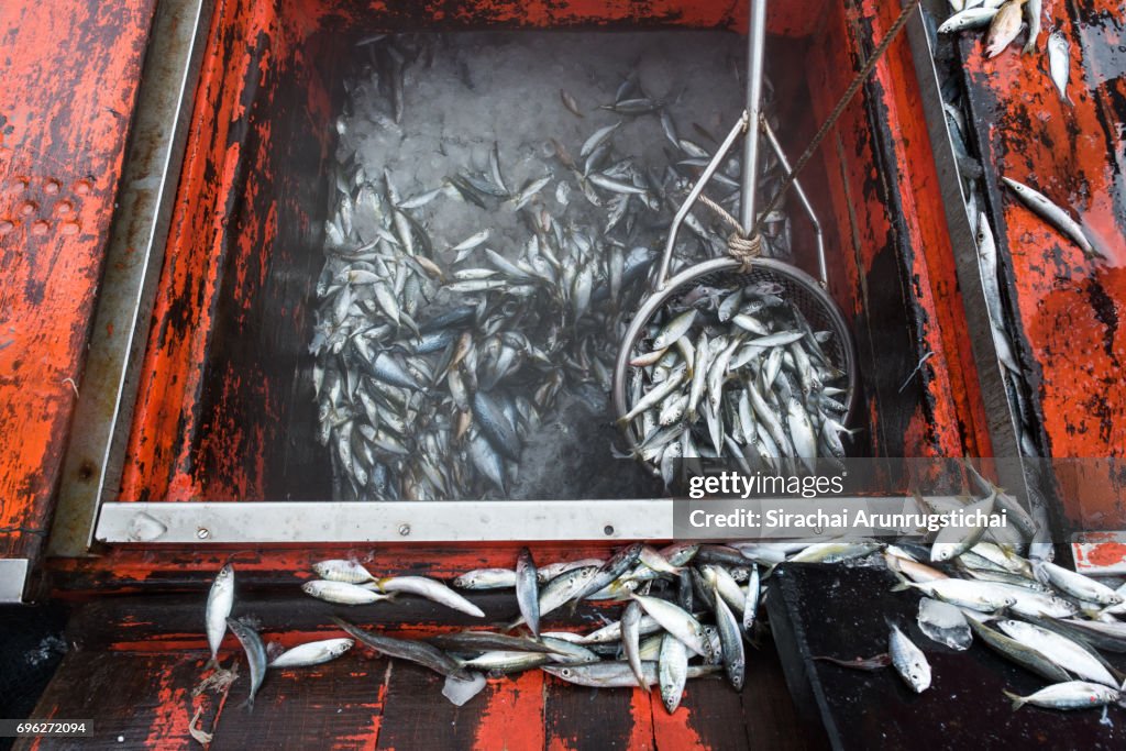 Pile of fishes on a fishing boat