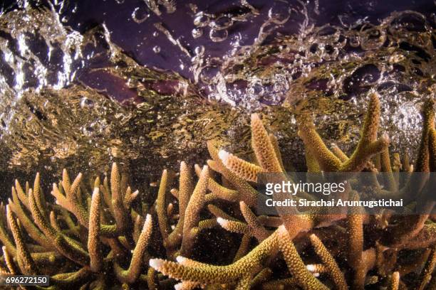 staghorn coral (acropora sp.) with crashing wave under twilight sky - staghorn coral stock pictures, royalty-free photos & images