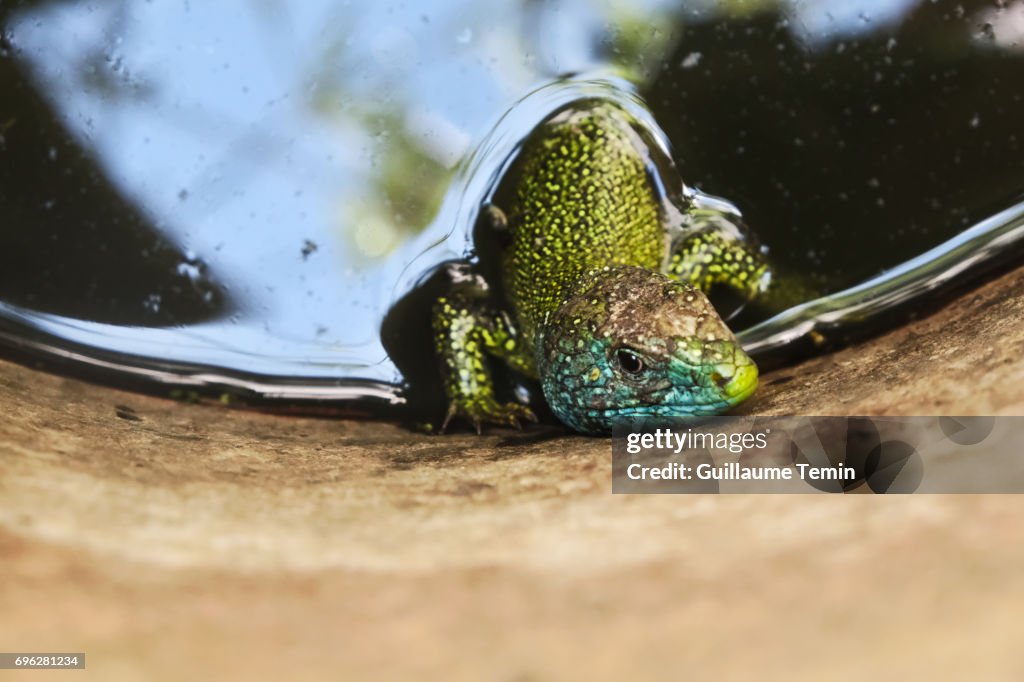 Green Lizard (Lacerta bilineata) Bathing In A Barrel