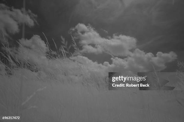 Infrared view fescue during Wednesday practice at Erin Hills GC. Hartford, WI 6/14/2017 CREDIT: Robert Beck