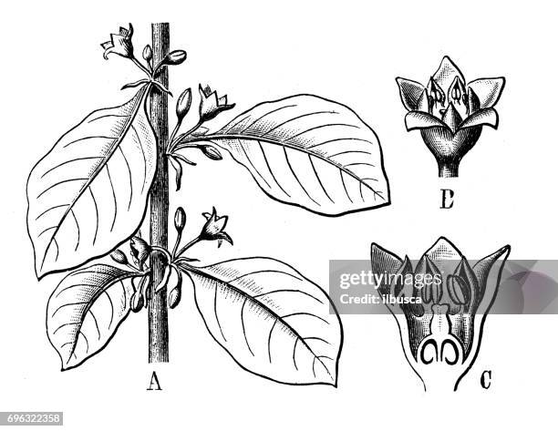 antique engraving illustration: alder buckthorn (rhamnus frangula) - buckthorn stock illustrations