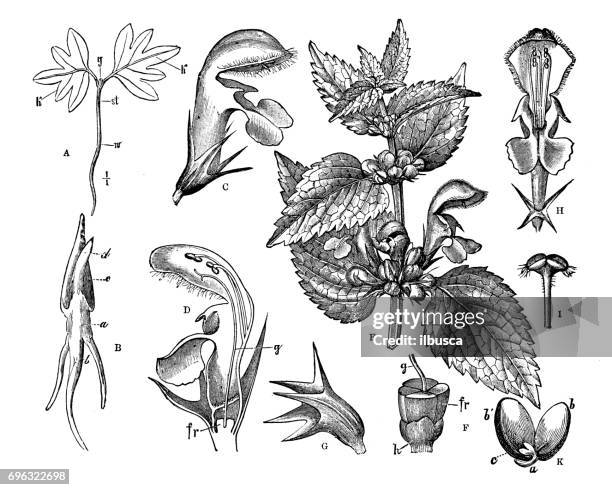 antique engraving illustration: seeds and flowers - dead nettle stock illustrations