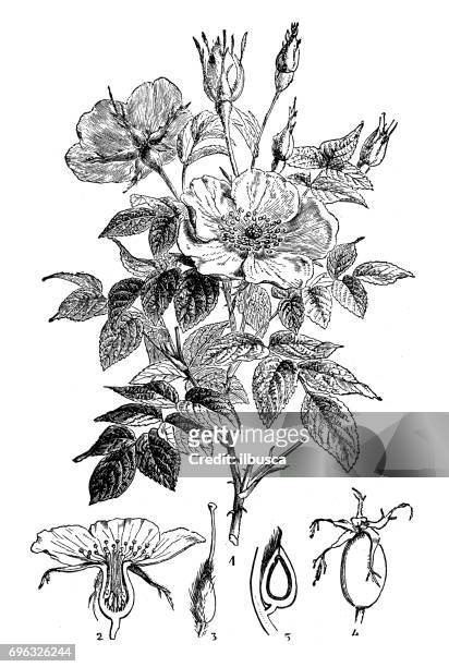 antique engraving illustration: wild rose or dog rose - wildrose stock illustrations