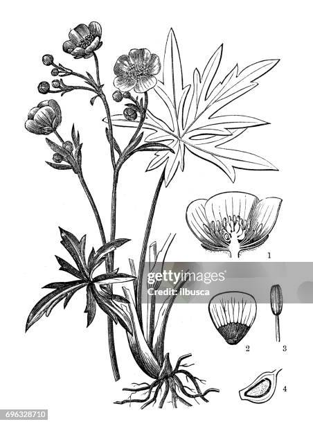 antique engraving illustration: common buttercup (ranunculus acris) - buttercup stock illustrations