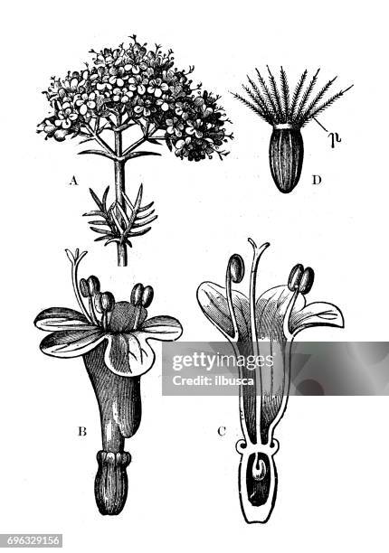 antique engraving illustration: wild valerian (valeriana officinalis) - valeriana officinalis stock illustrations