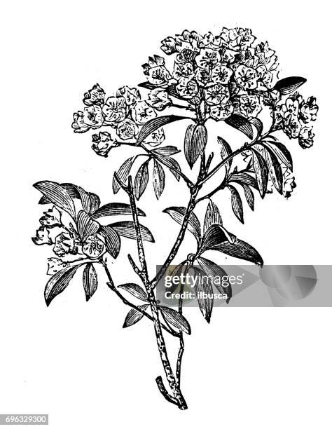 43点のエリカの花イラスト素材 Getty Images 43点のエリカの花イラスト素材 Getty Images