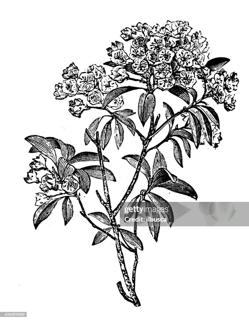 Antique engraving illustration: Kalmia Latifolia