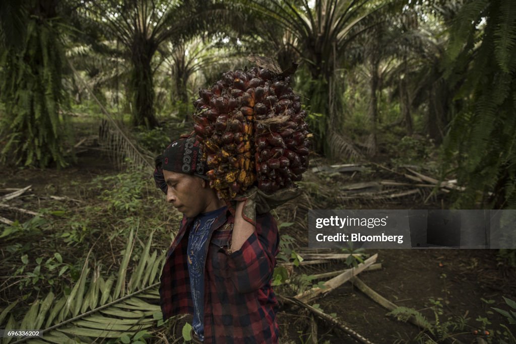 Operations At The RESPA Palm Oil Production Plant