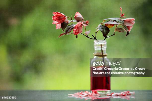 flowers painted in red - gregoria gregoriou crowe fine art and creative photography - fotografias e filmes do acervo