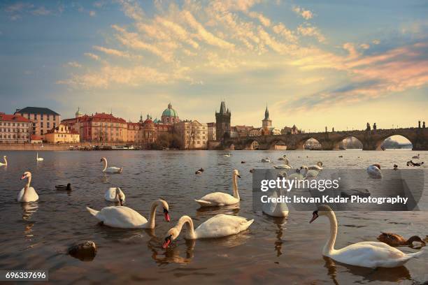 prague swans of the vltava river, prague, czech republic - cultura ceca foto e immagini stock