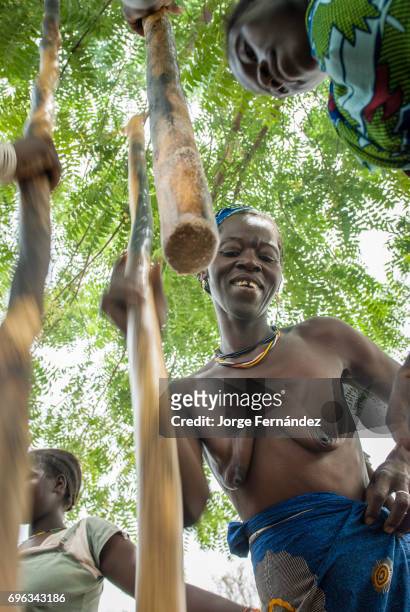 African bedik women pounding peanuts with big sticks.