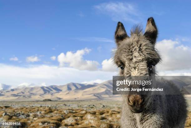 Hairy donkey in the dry lands of the Pamir Highway.