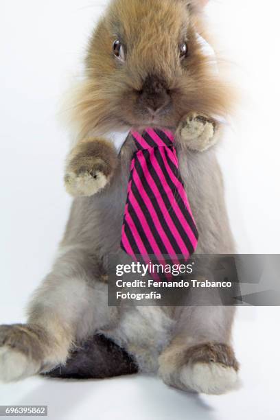 little rabbit with an elegant necktie - rabbit guinea pig stock pictures, royalty-free photos & images