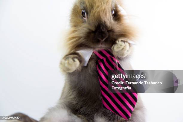 little rabbit with an elegant necktie - rabbit guinea pig stock pictures, royalty-free photos & images