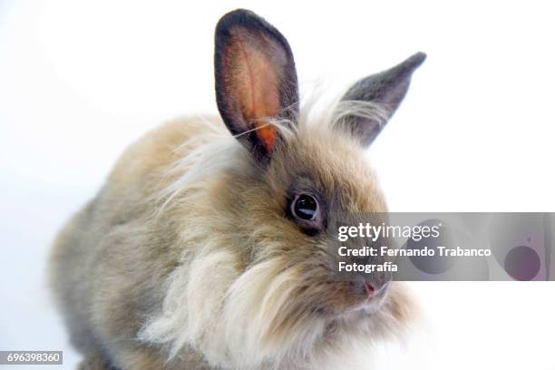 Brown Drawf Rabbit 382 Brown Dwarf Stock Photos, High-Res Pictures, and Images - Getty Images